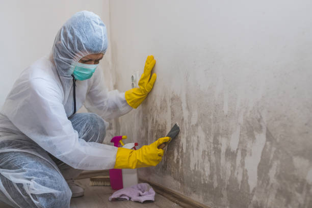 Best Mold Prevention Services  in North Star, DE